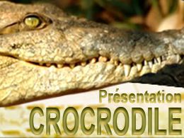 Location crocodile